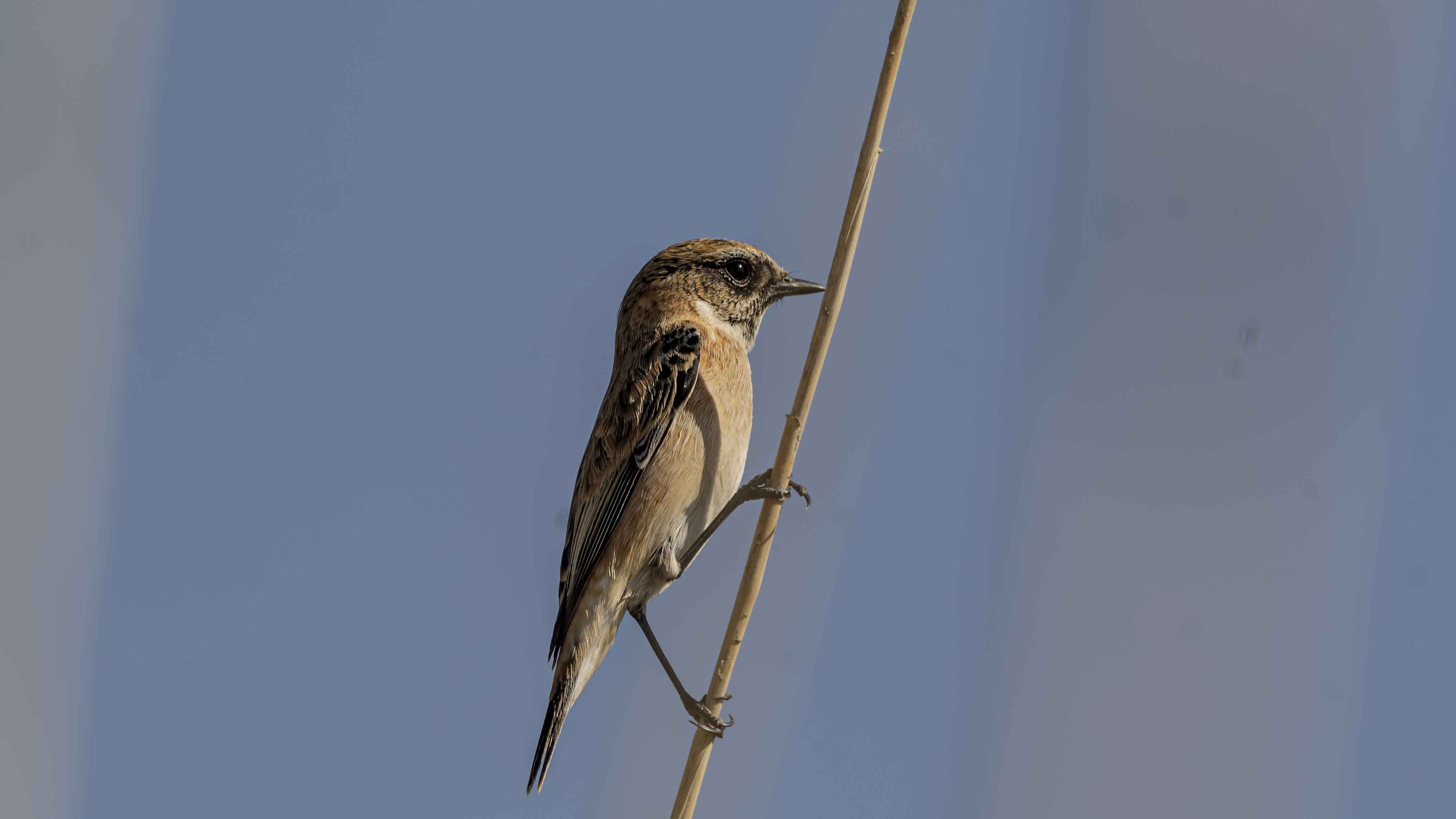Siberian Stonechat
